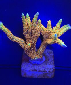 Montipora Forest Fire G