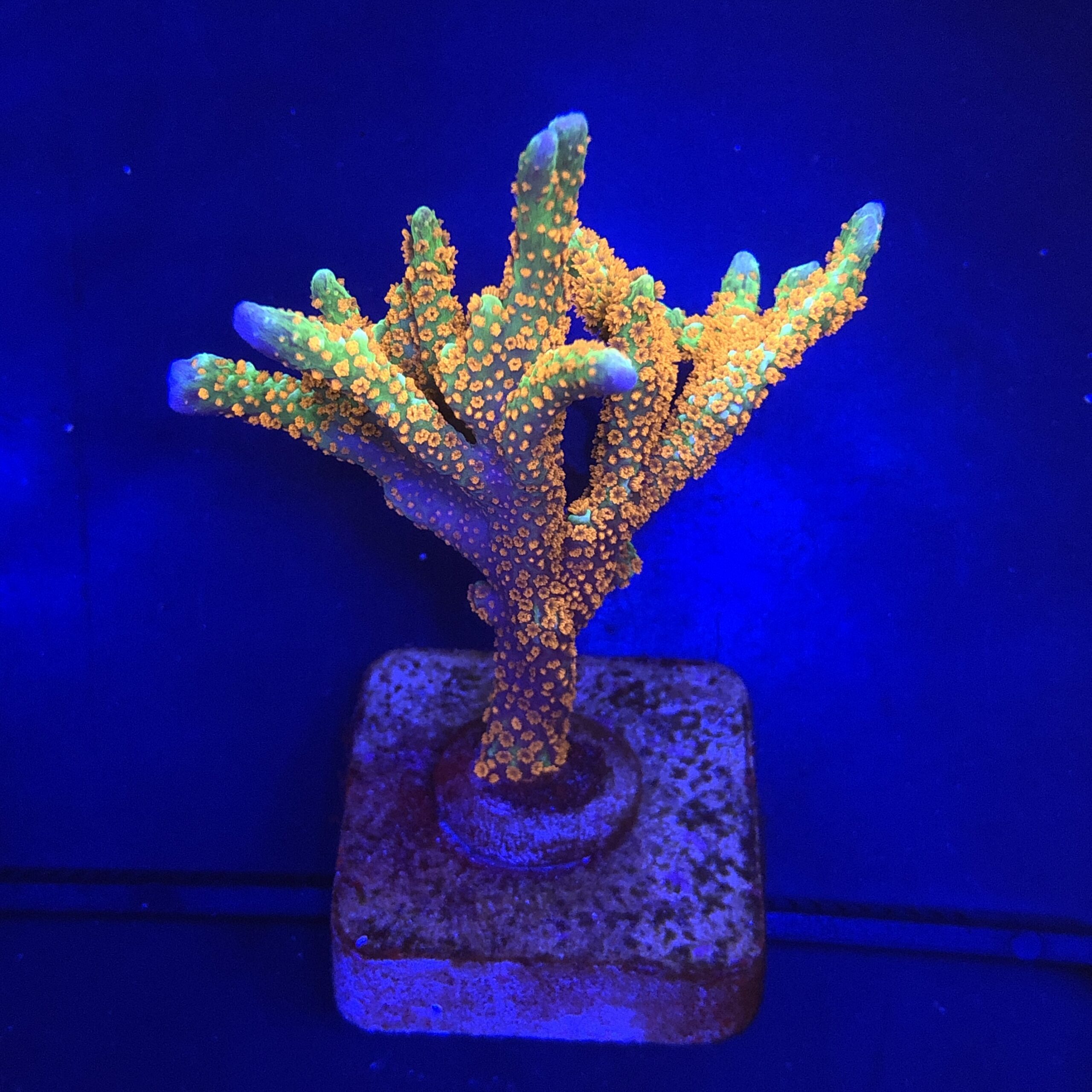 Montipora Forest Fire G