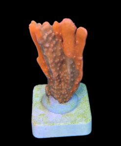 Alternative view of Montipora Setosa Grafted G