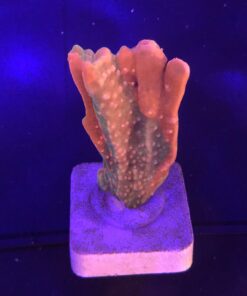 Montipora Setosa Grafted G