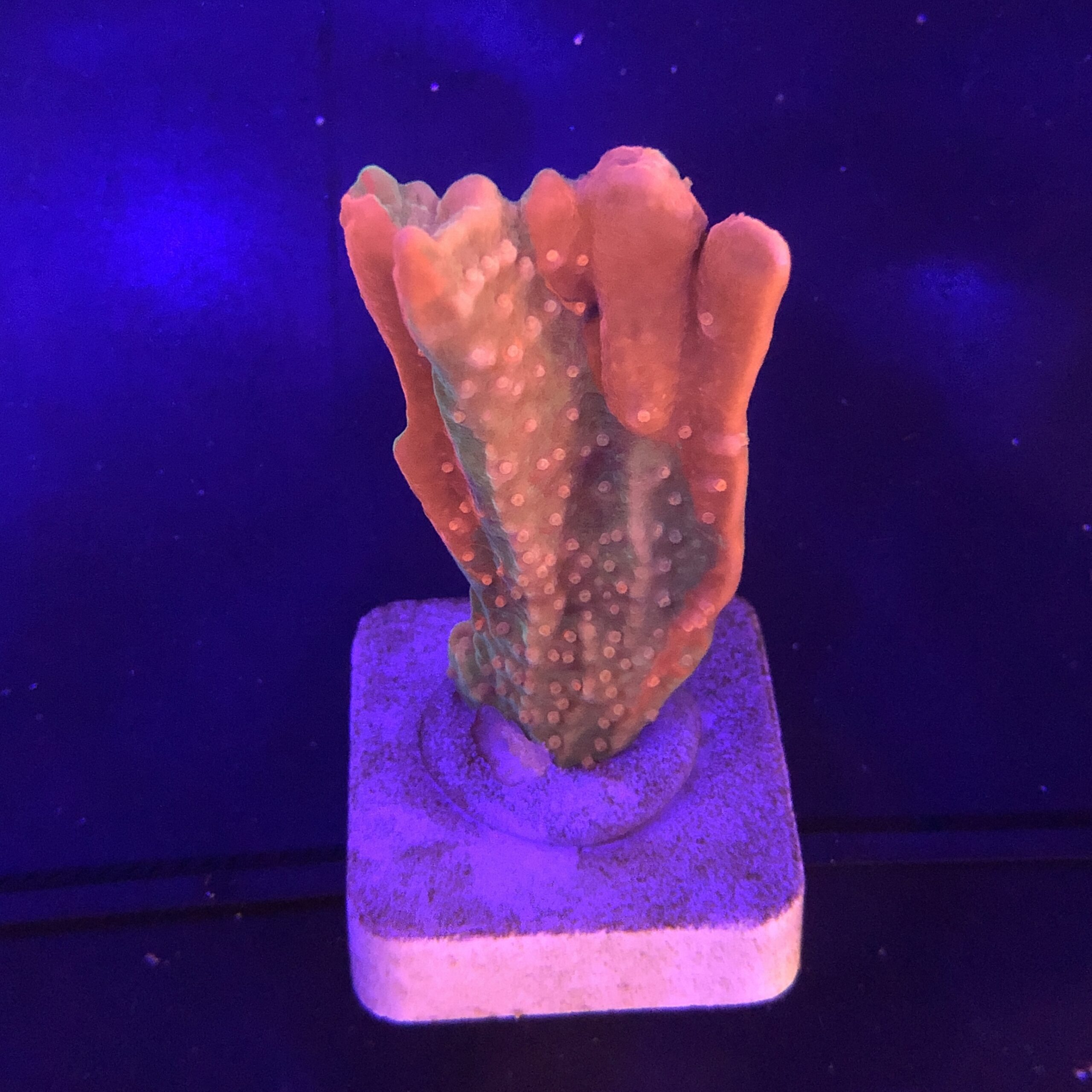 Montipora Setosa Grafted G