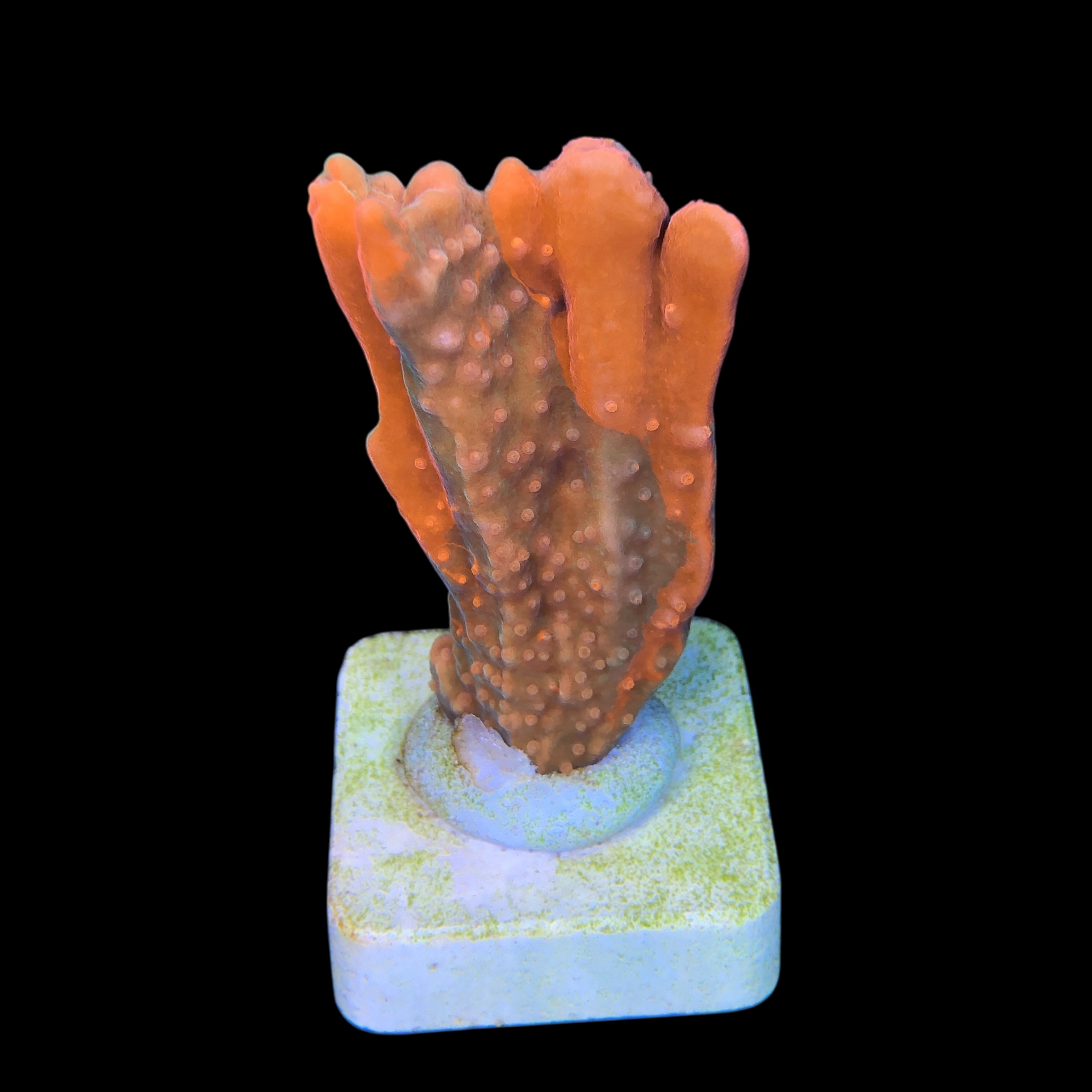 Montipora Setosa Grafted G - Imagem 2