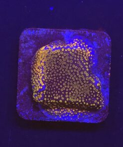 Montipora Superman M