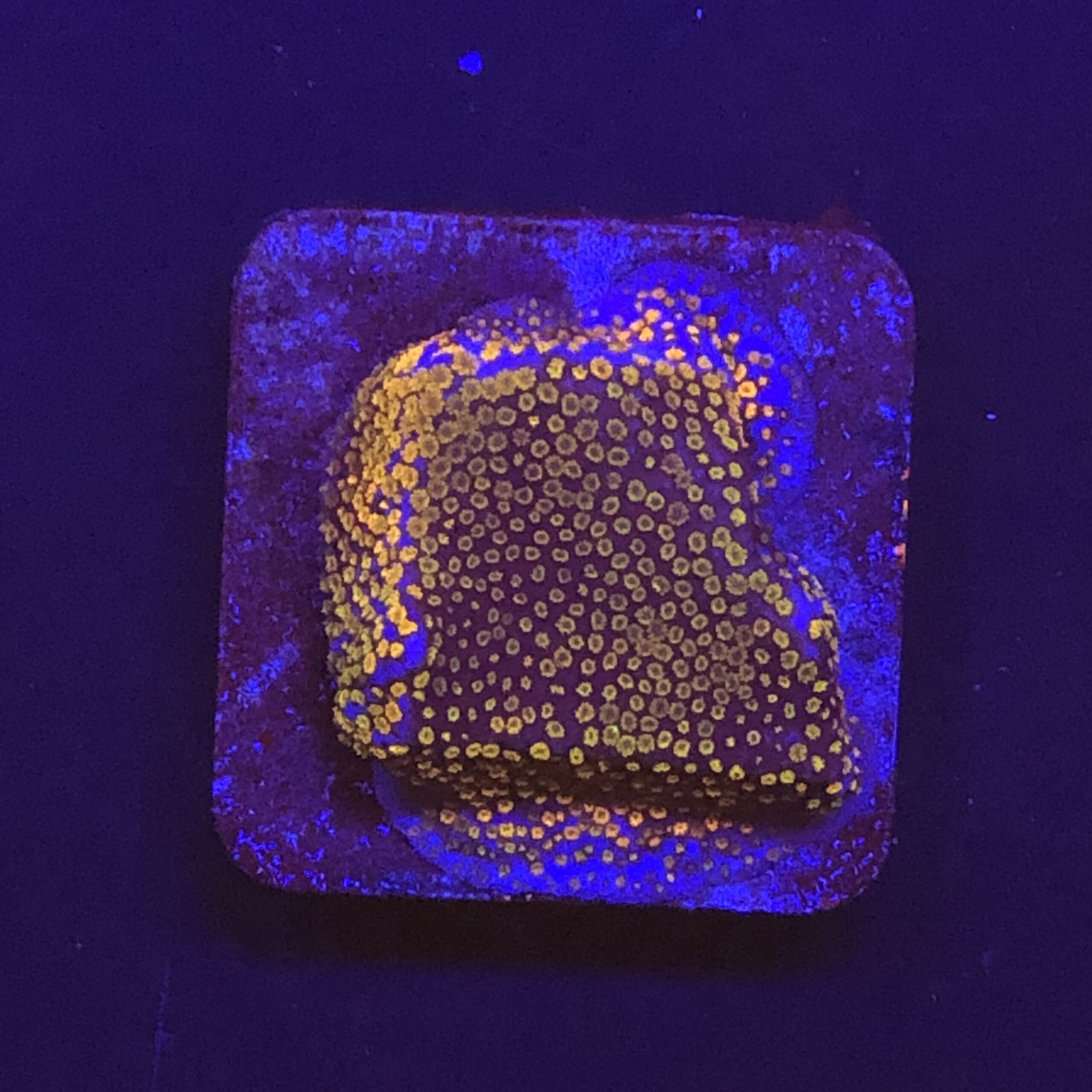 Montipora Superman M
