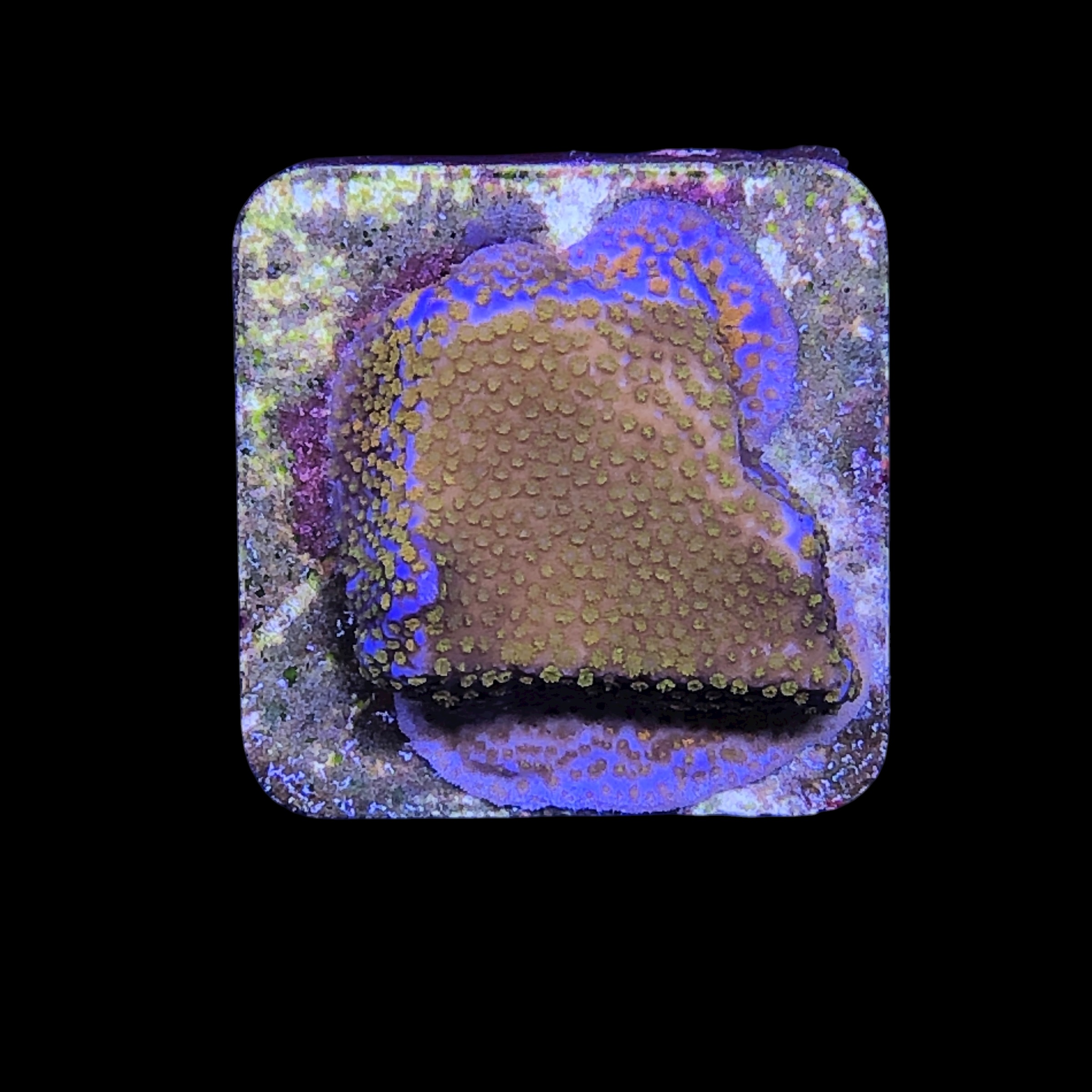 Montipora Superman M - Imagem 2