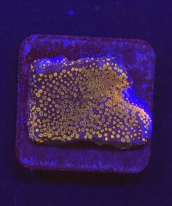 Montipora Superman M