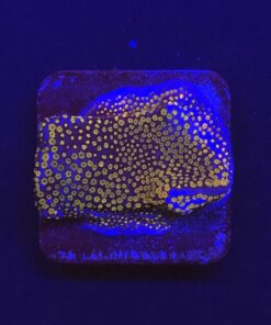 Montipora Superman M