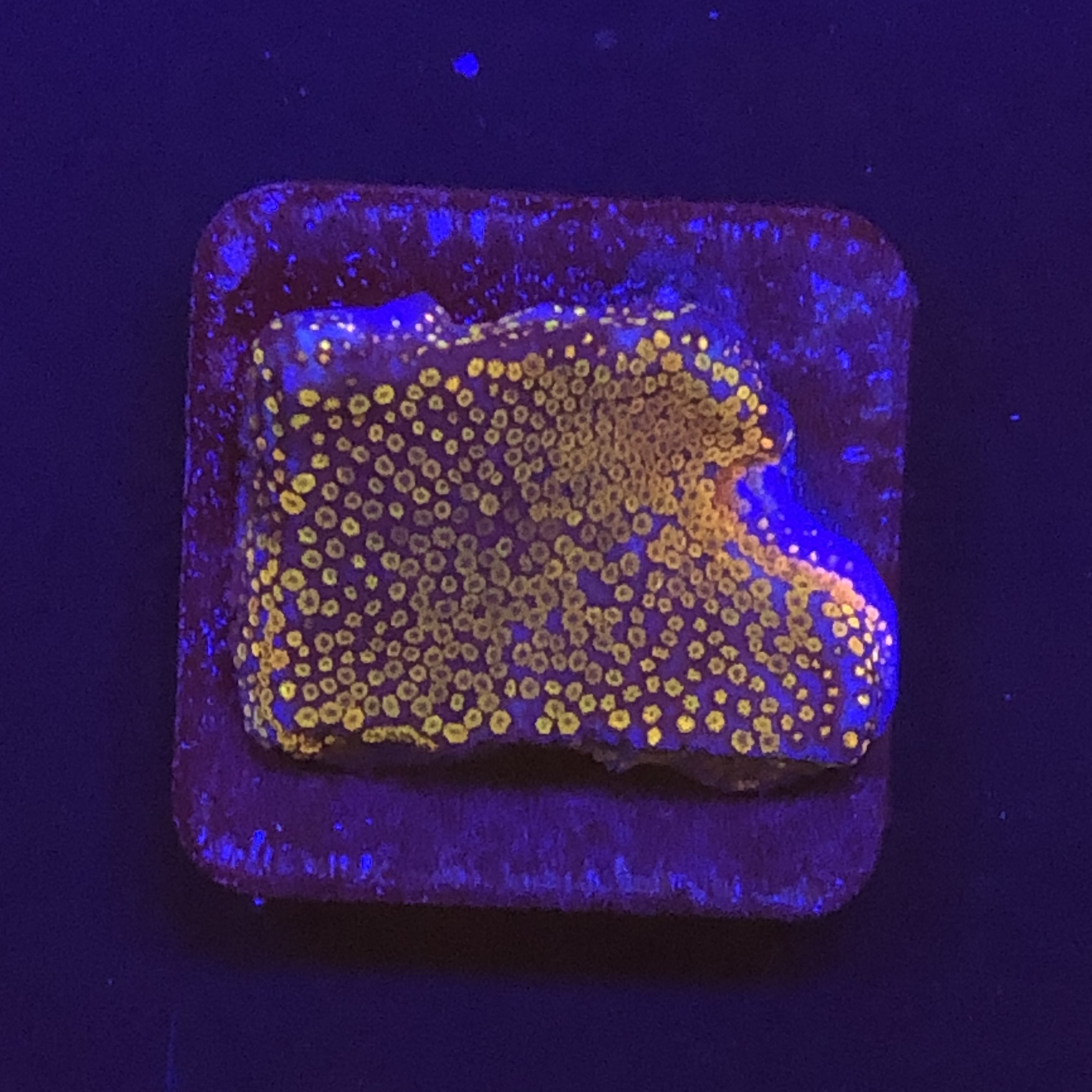 Montipora Superman M