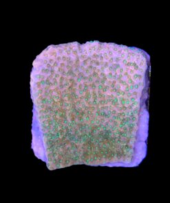 Alternative view of Montipora Tropic Thunder M