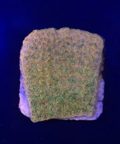 Montipora Tropic Thunder M