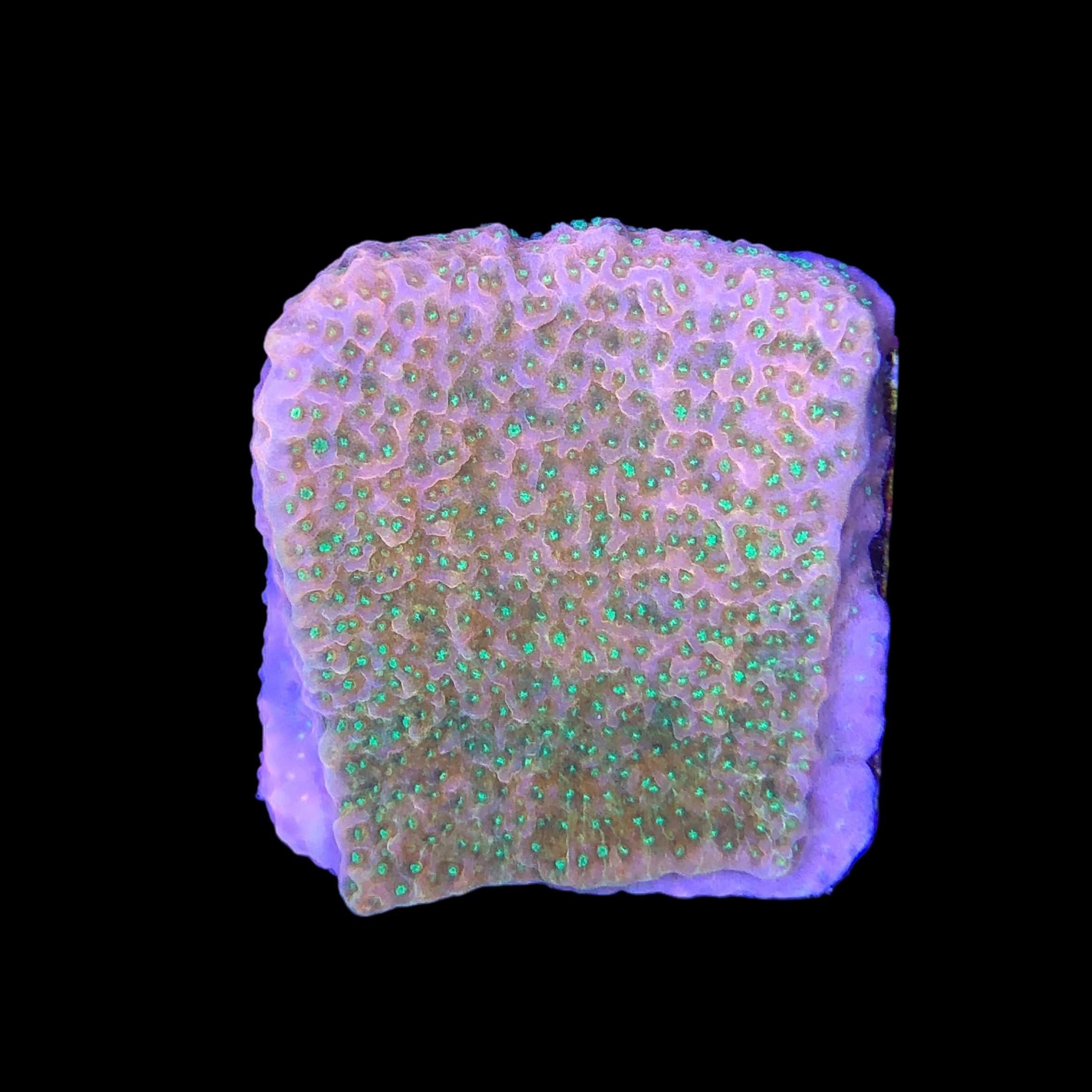 Montipora Tropic Thunder M - Imagem 2