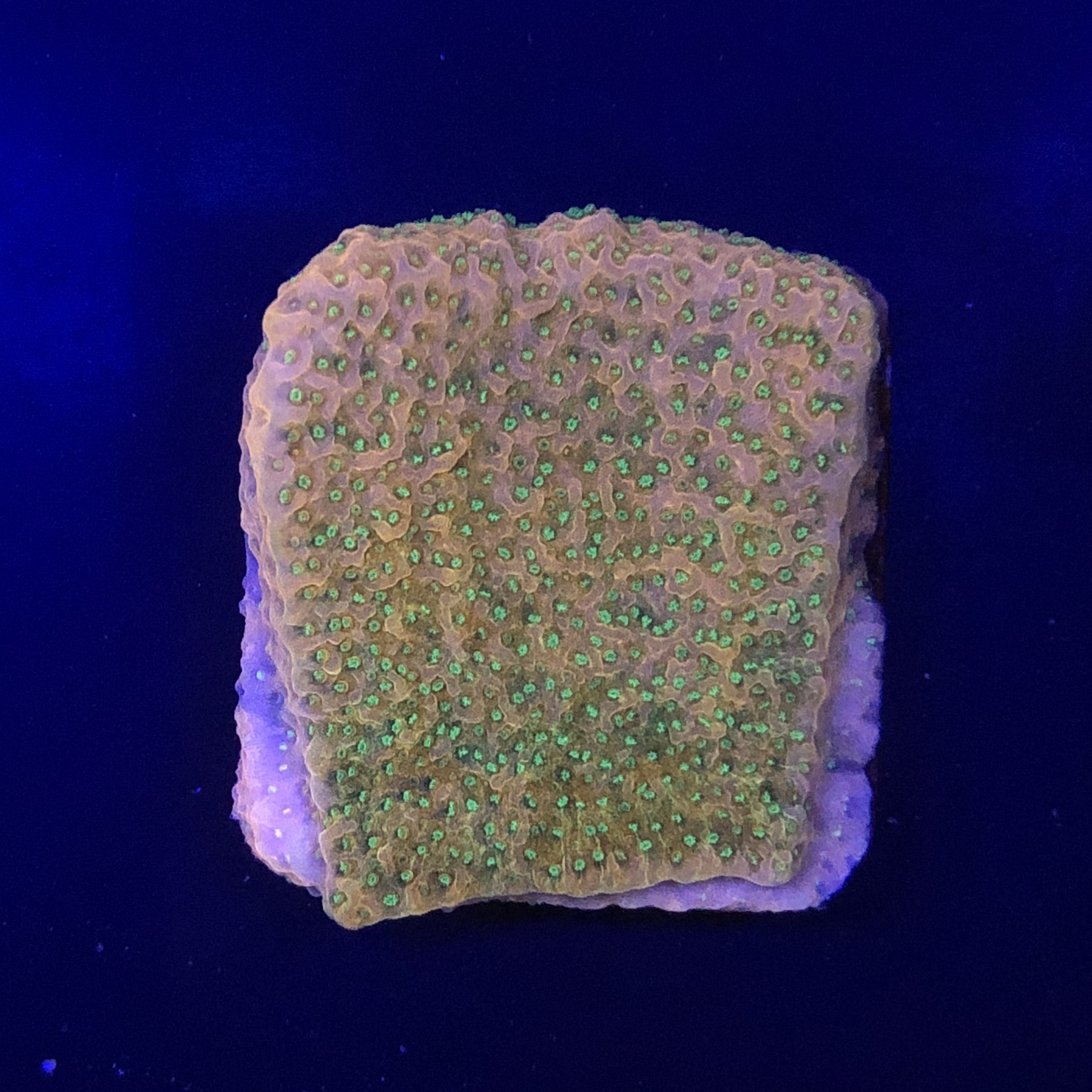 Montipora Tropic Thunder M