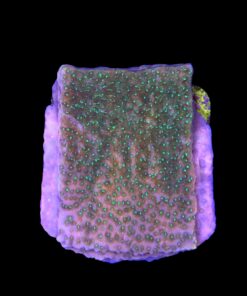 Alternative view of Montipora Tropic Thunder M