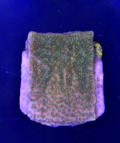 Montipora Tropic Thunder M