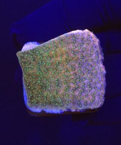 Montipora Tropic Thunder M