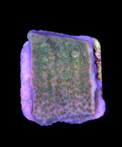 Alternative view of Montipora Tropic Thunder M