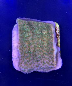 Montipora Tropic Thunder M