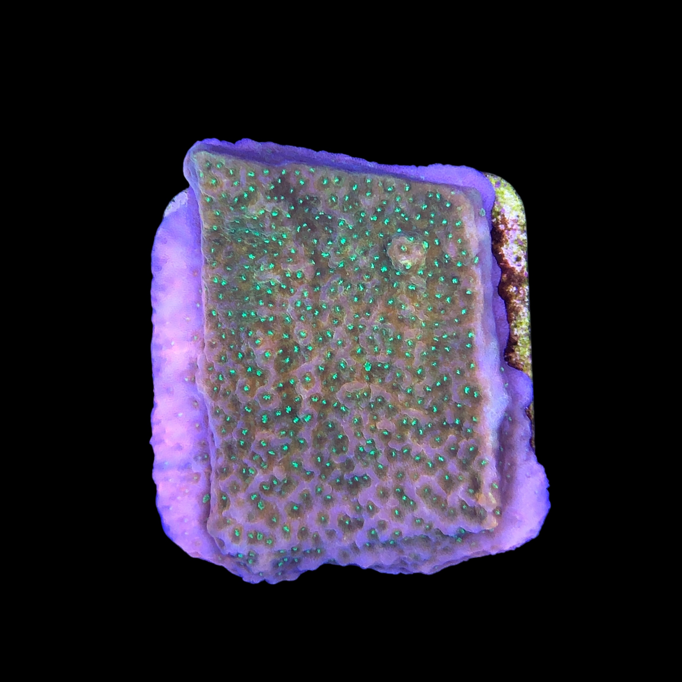 Montipora Tropic Thunder M - Imagem 2