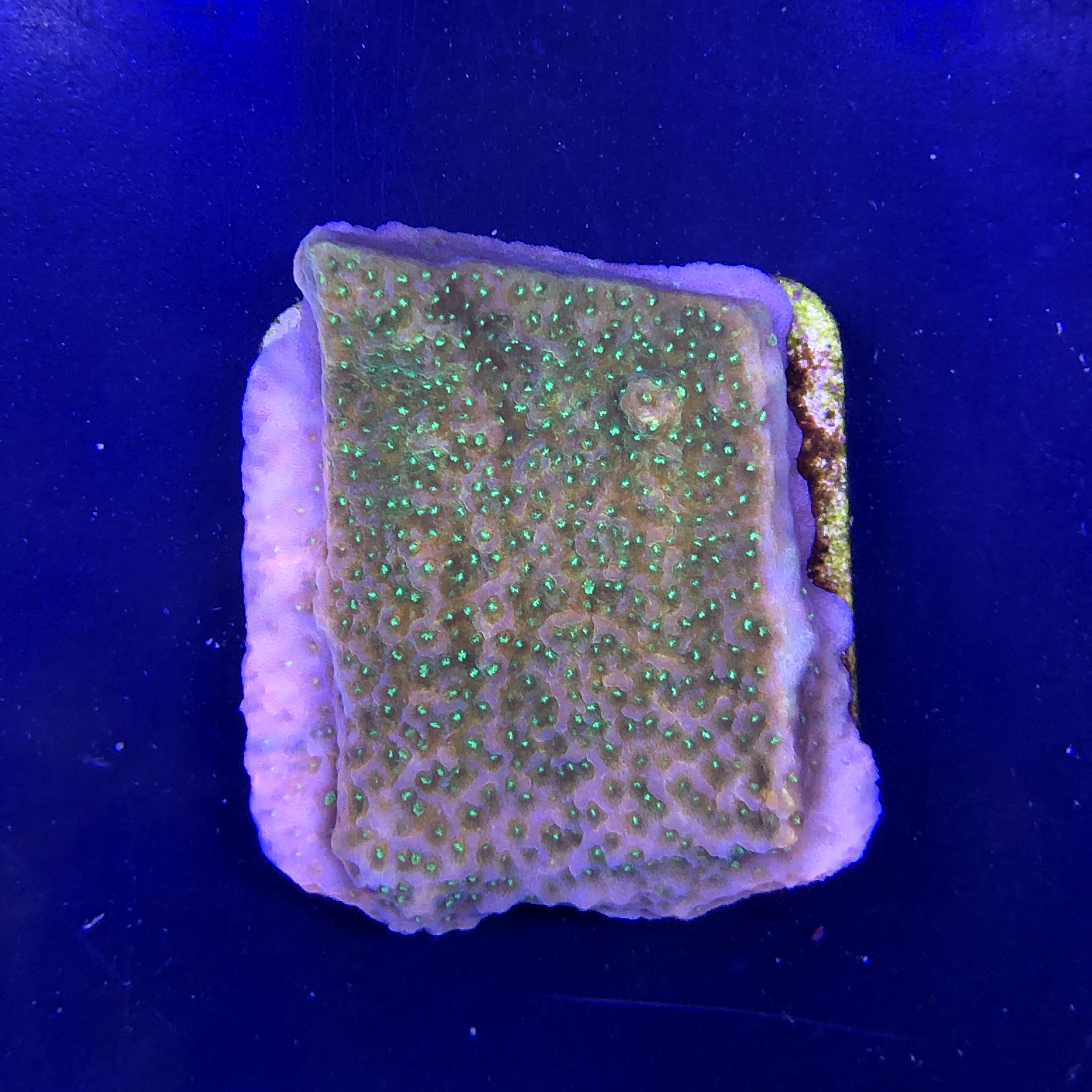 Montipora Tropic Thunder M