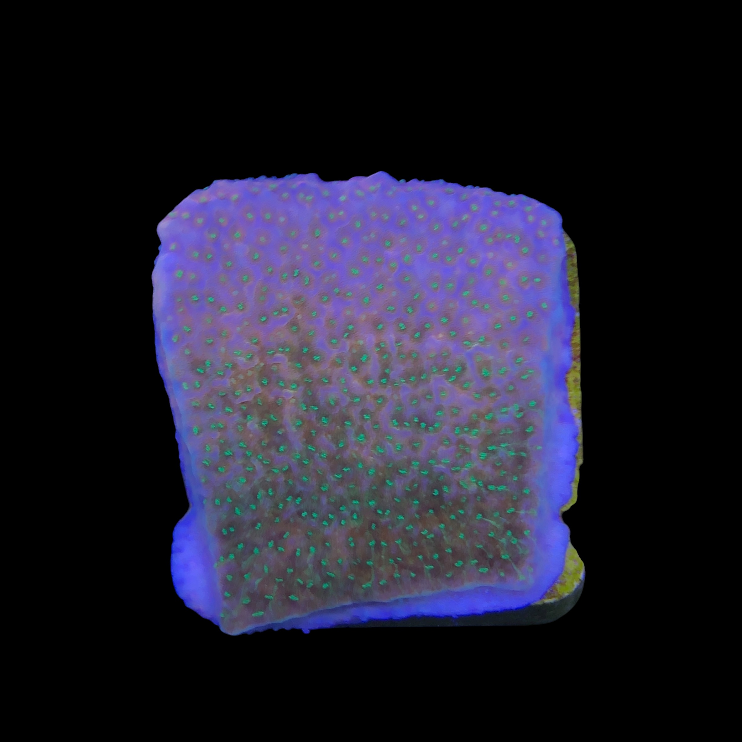 Montipora Tropic Thunder M - Imagem 2