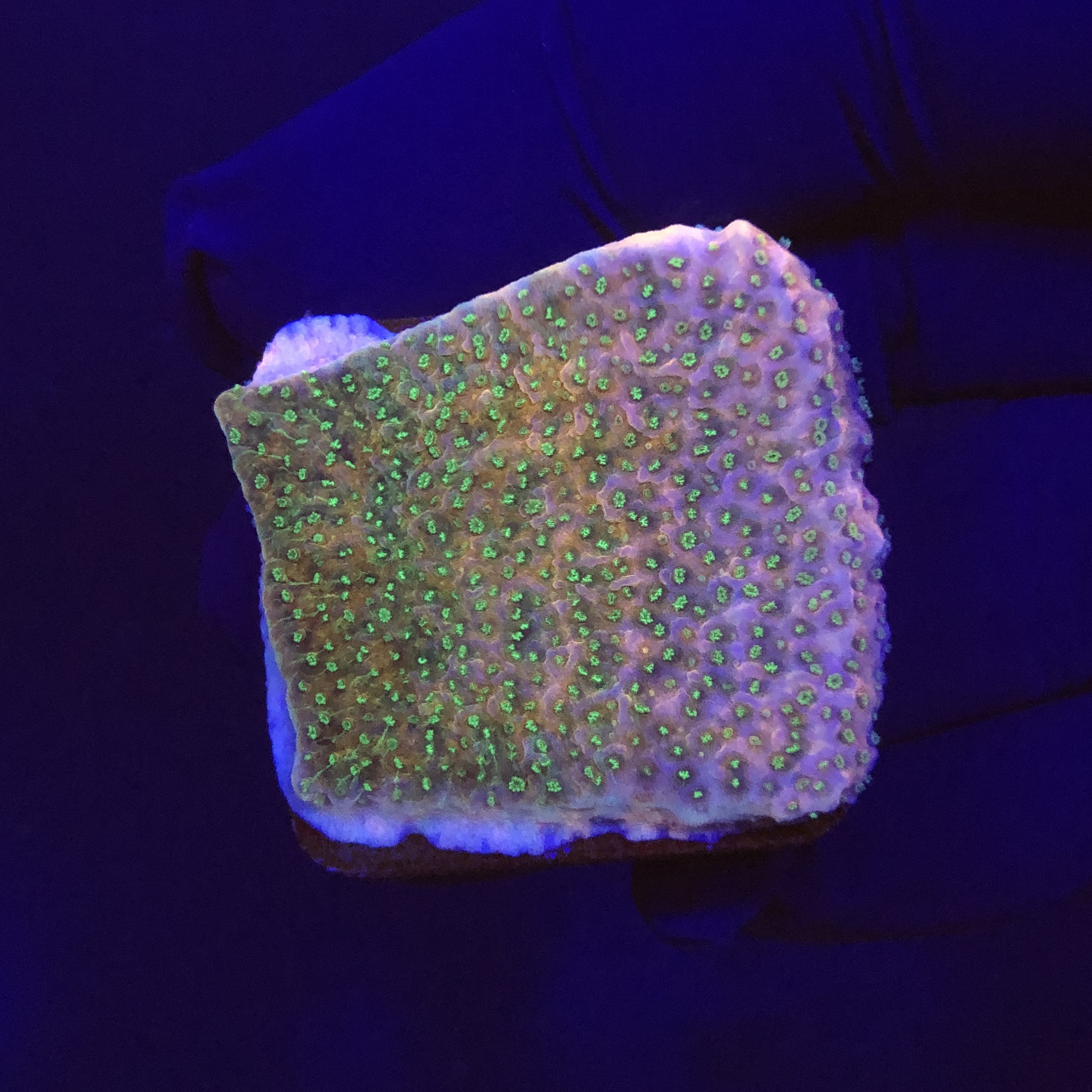 Montipora Tropic Thunder M