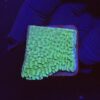 Montipora Undata Green Purple Polyps M