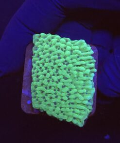 Montipora Undata Green Purple Polyps M