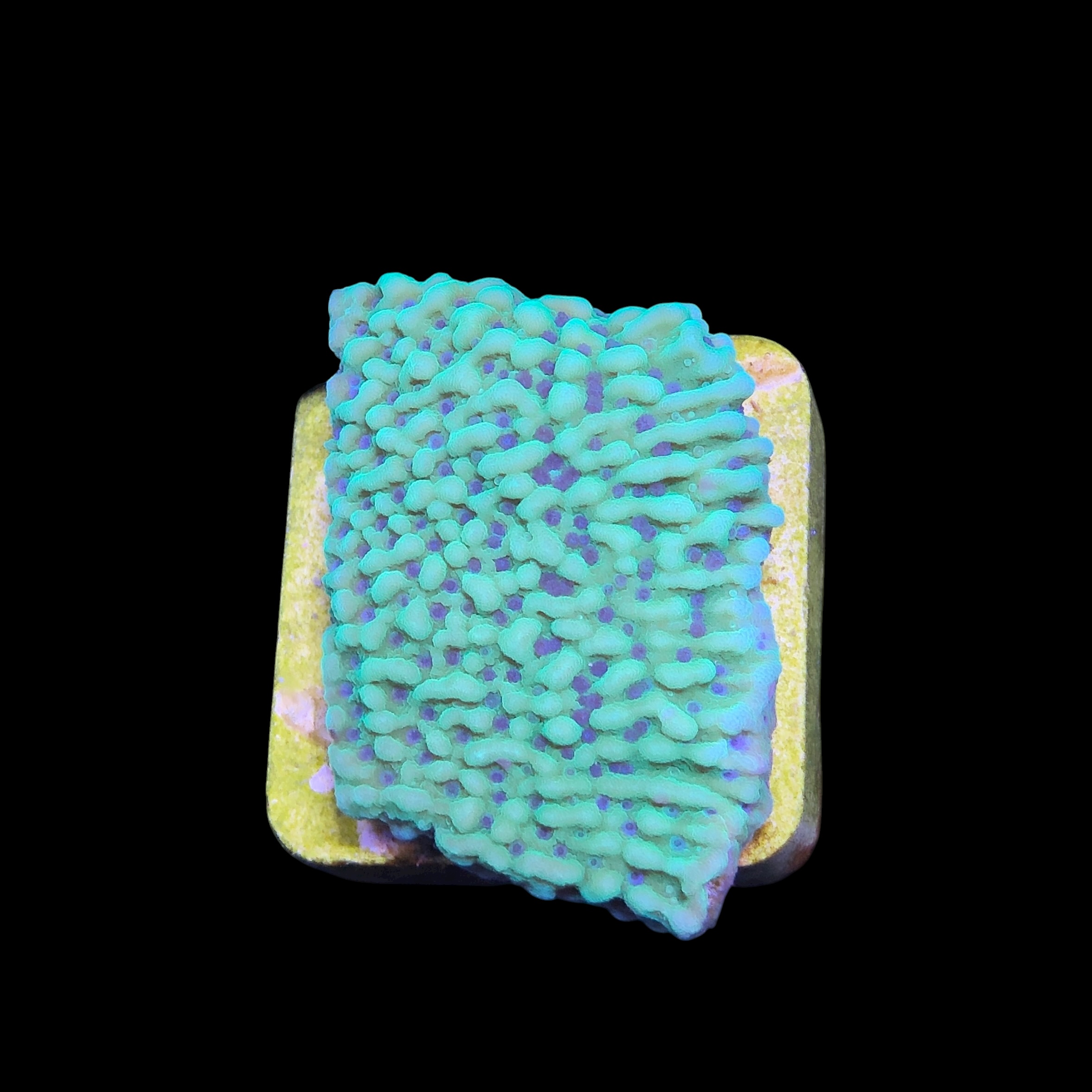 Montipora Undata Green Purple Polyps M - Imagem 2