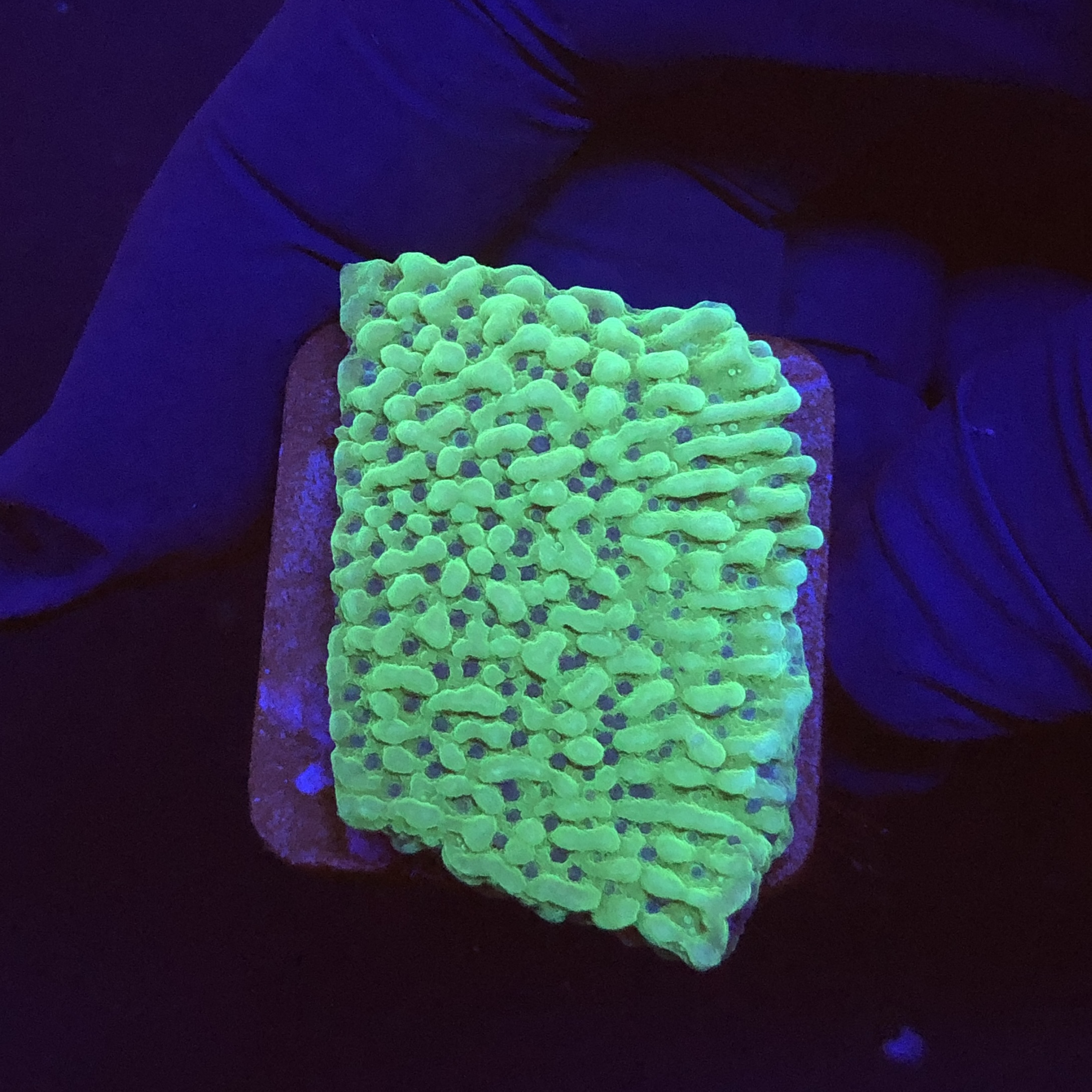 Montipora Undata Green Purple Polyps M