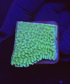 Montipora Undata Green Purple Polyps M