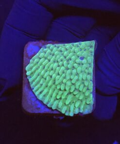 Montipora Undata Green Purple Polyps M