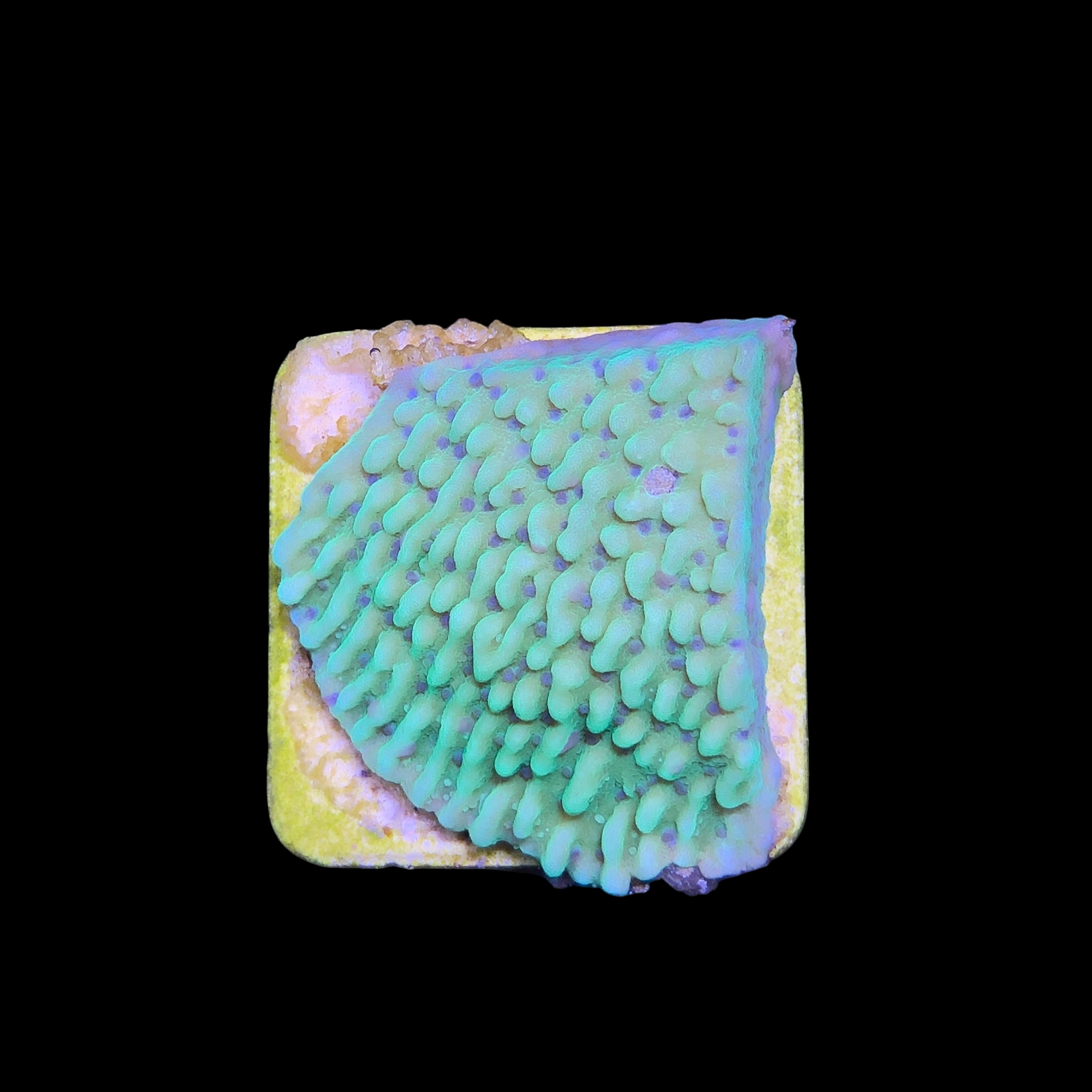 Montipora Undata Green Purple Polyps M - Imagem 2