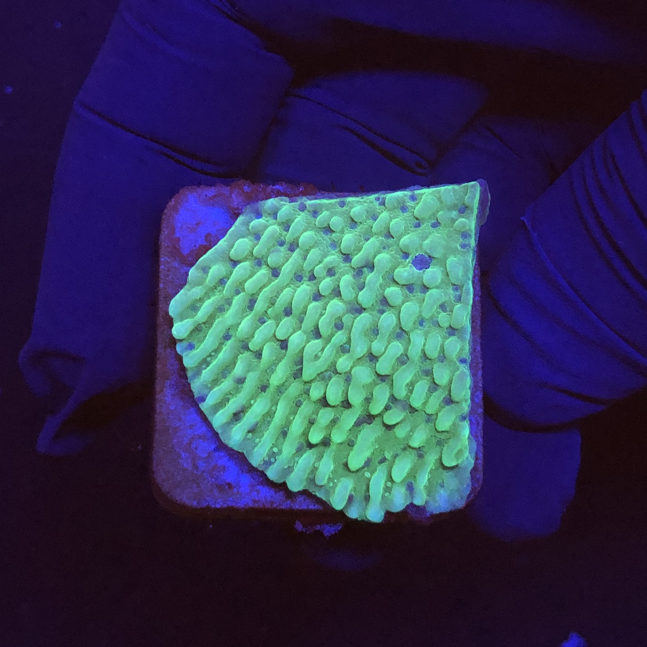 Montipora Undata Green Purple Polyps M