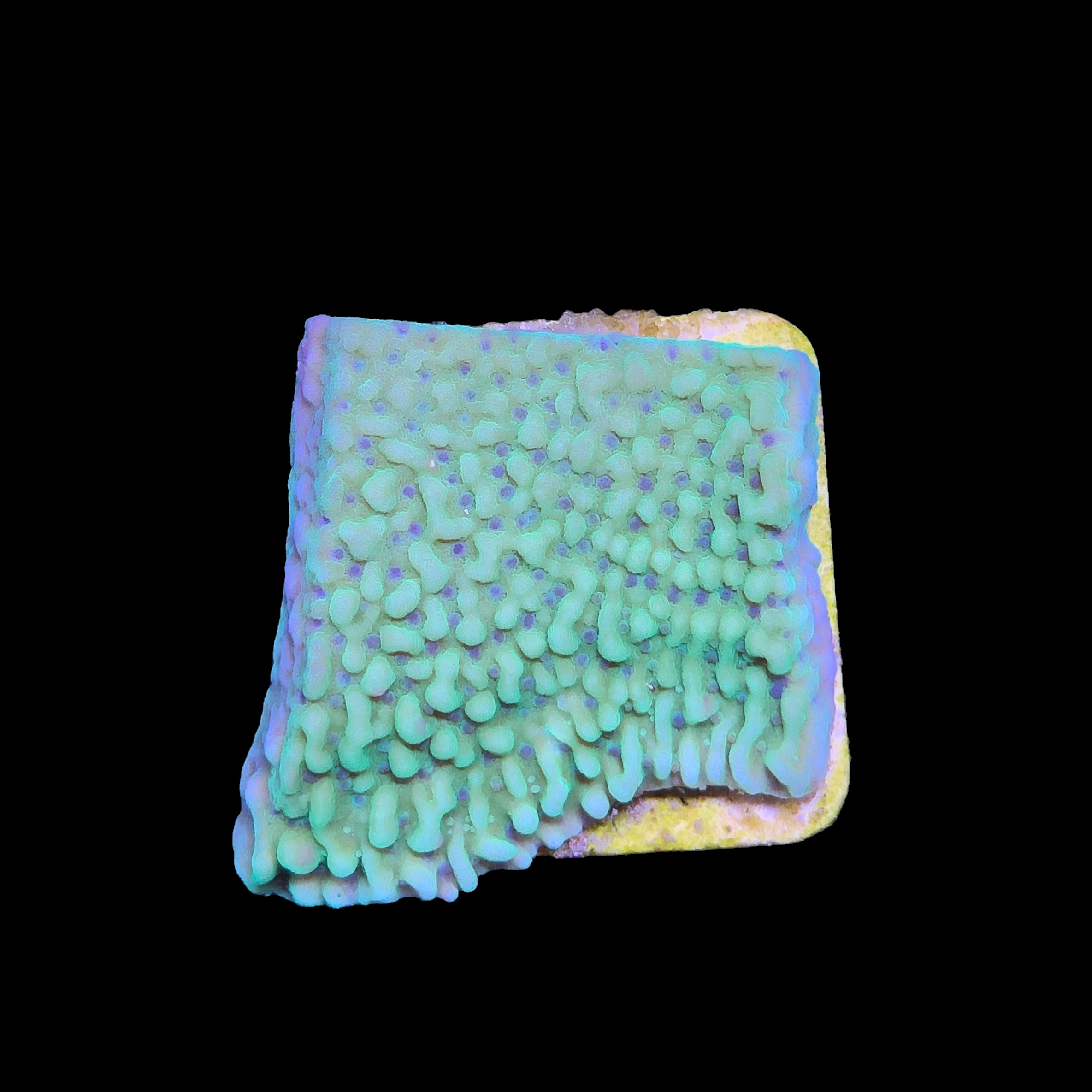 Montipora Undata Green Purple Polyps M - Imagem 2
