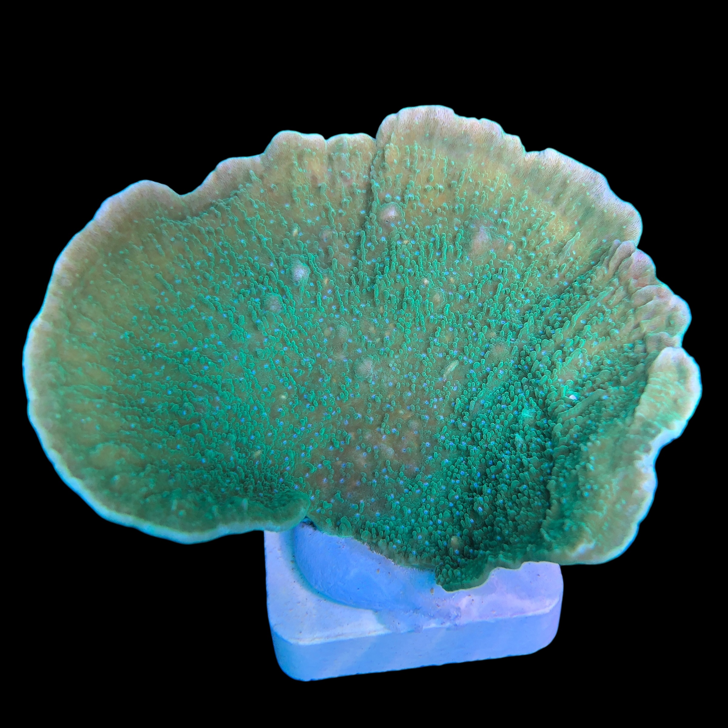 Montipora Capricornio Green Blue Polyps G