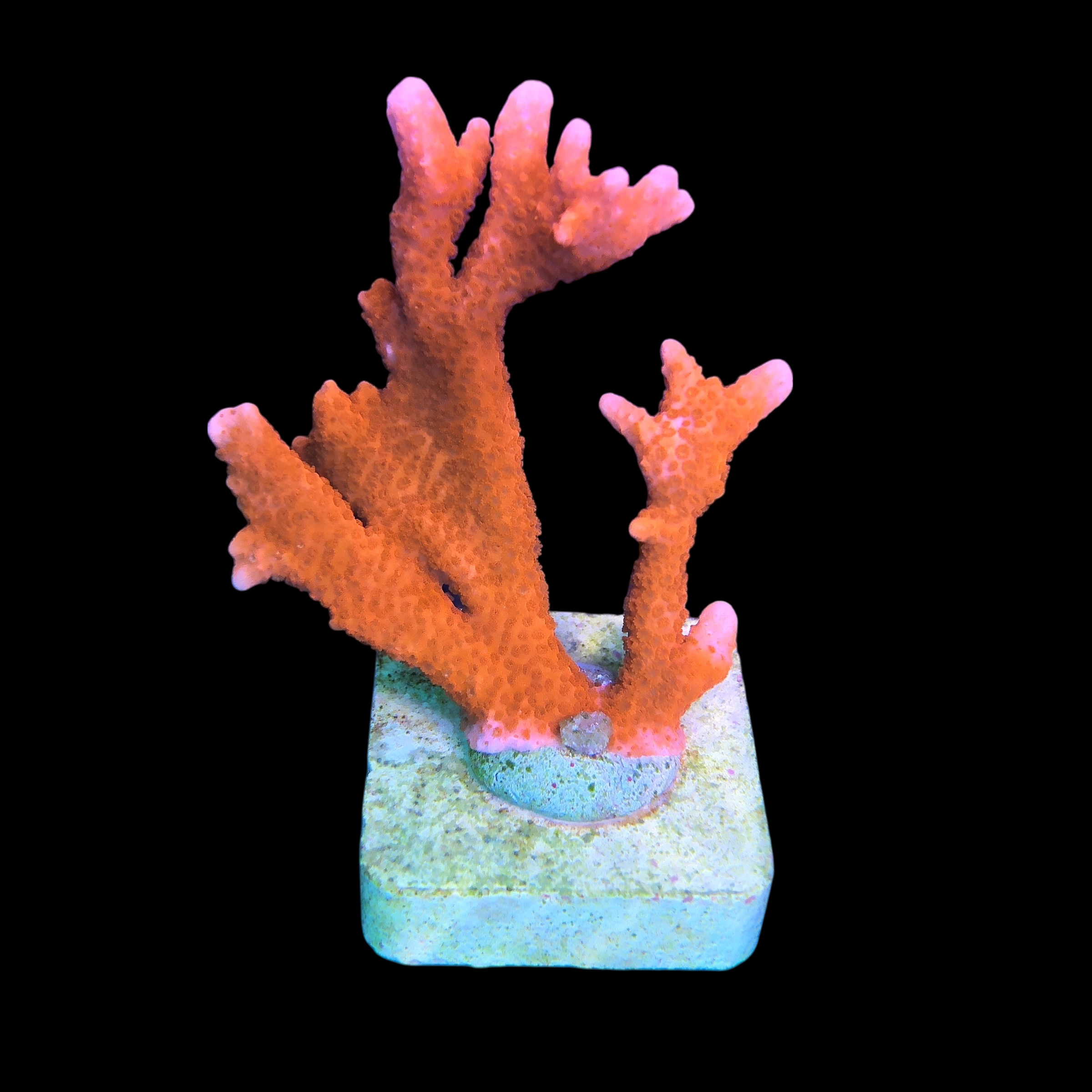 Montipora Digitada Laranja G