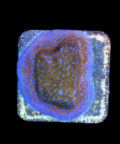 Montipora Superman M