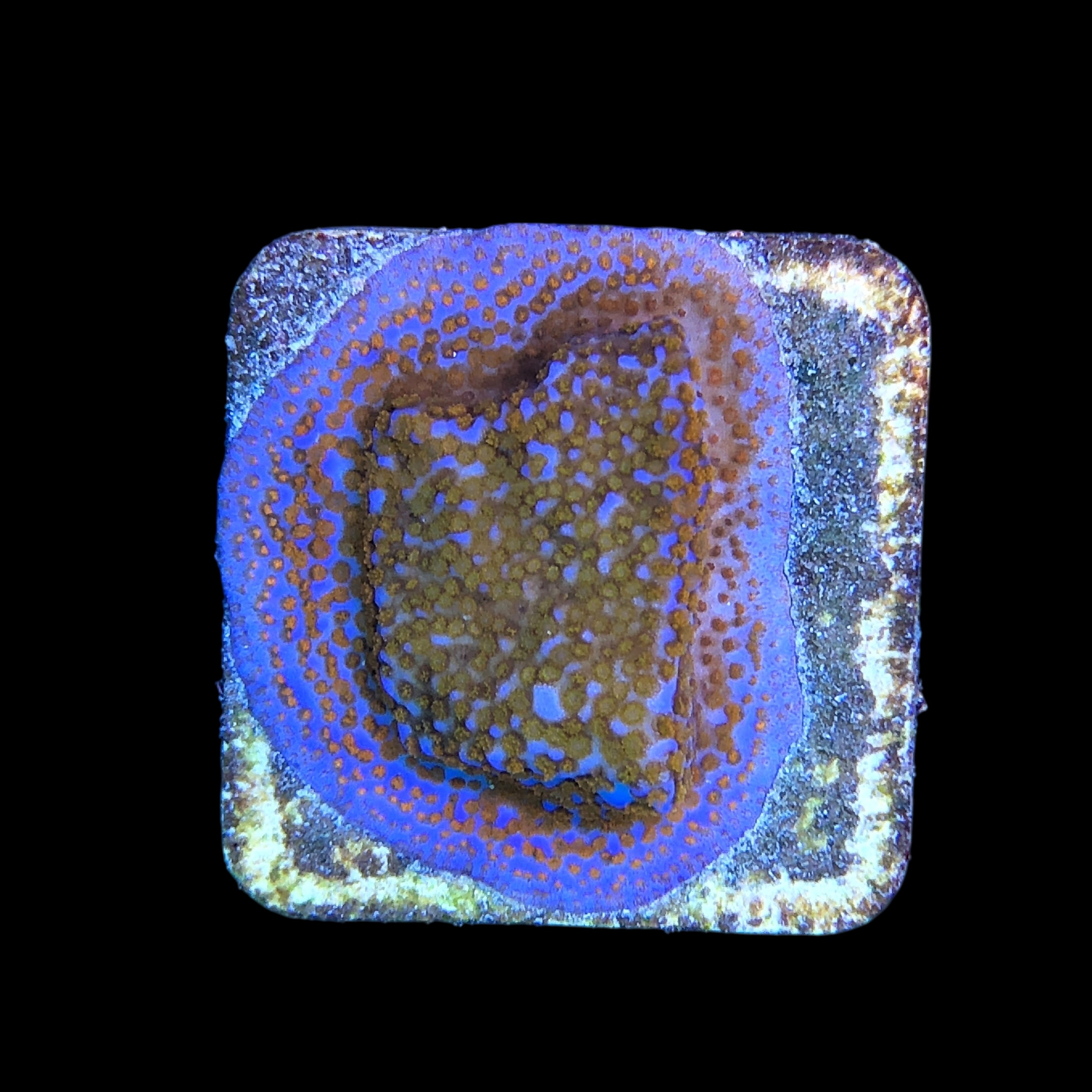 Montipora Superman M