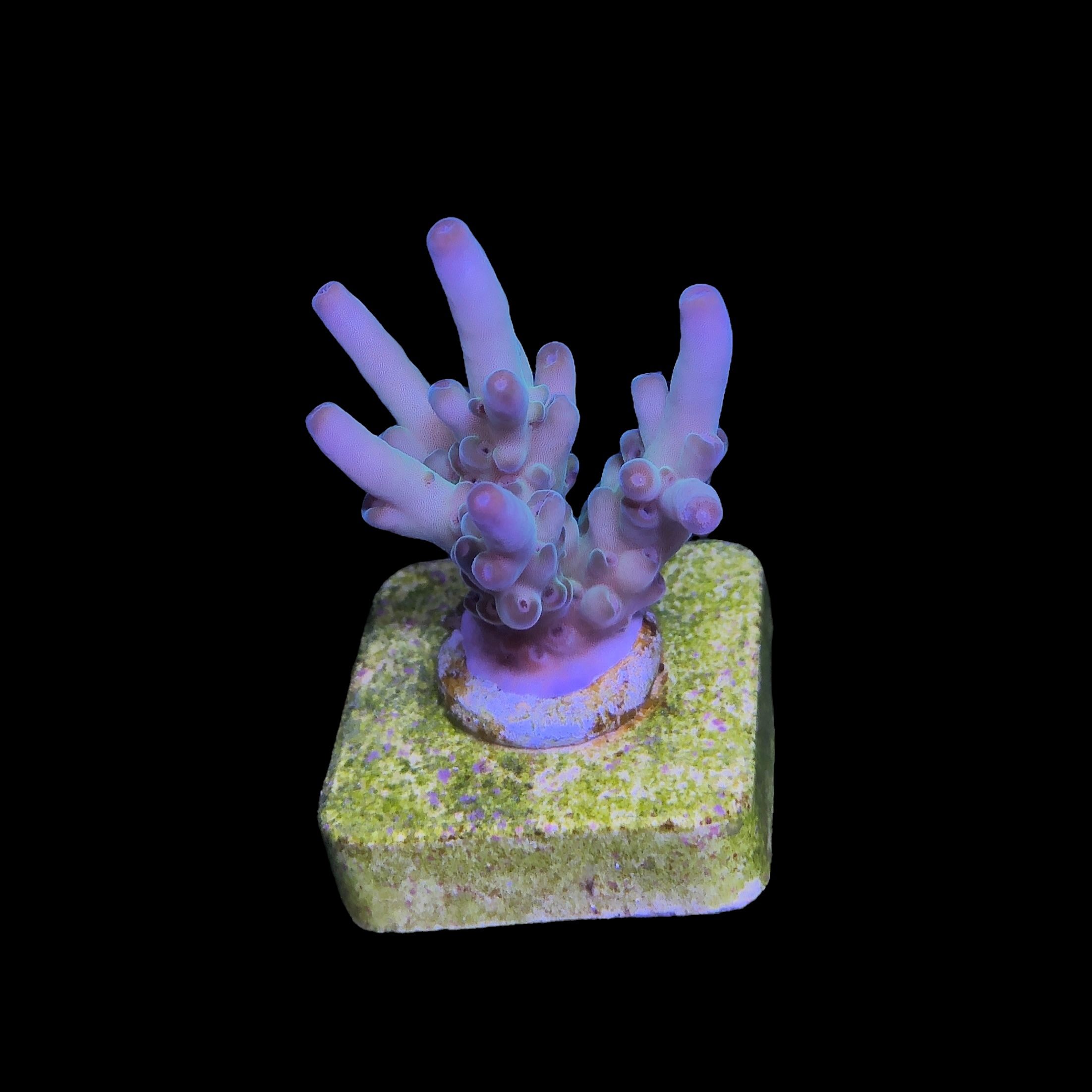 Lorips moon shine M - Imagem 2