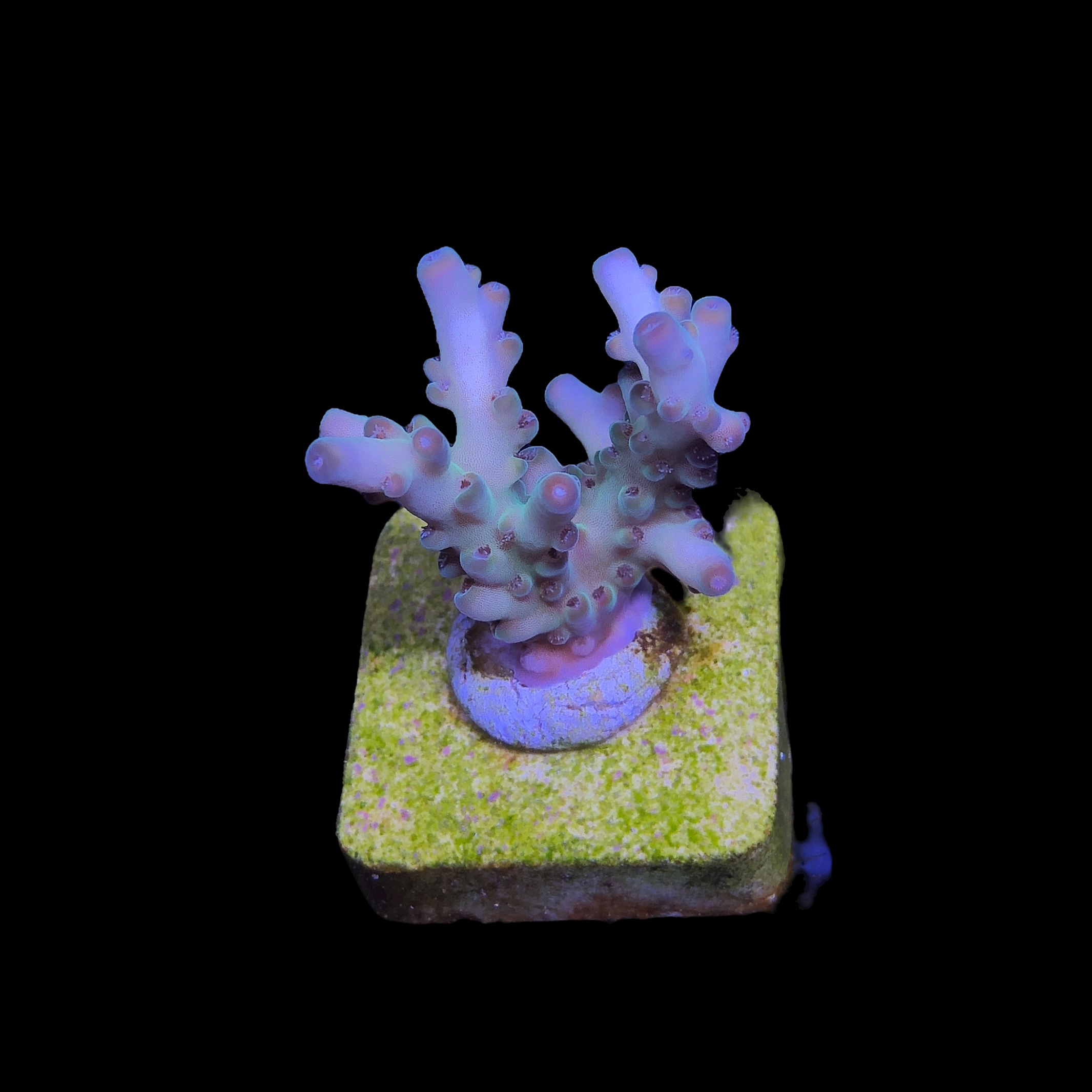 Lorips moon shine M - Imagem 2