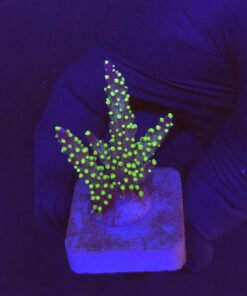 Nana Purple Neon Polyps M