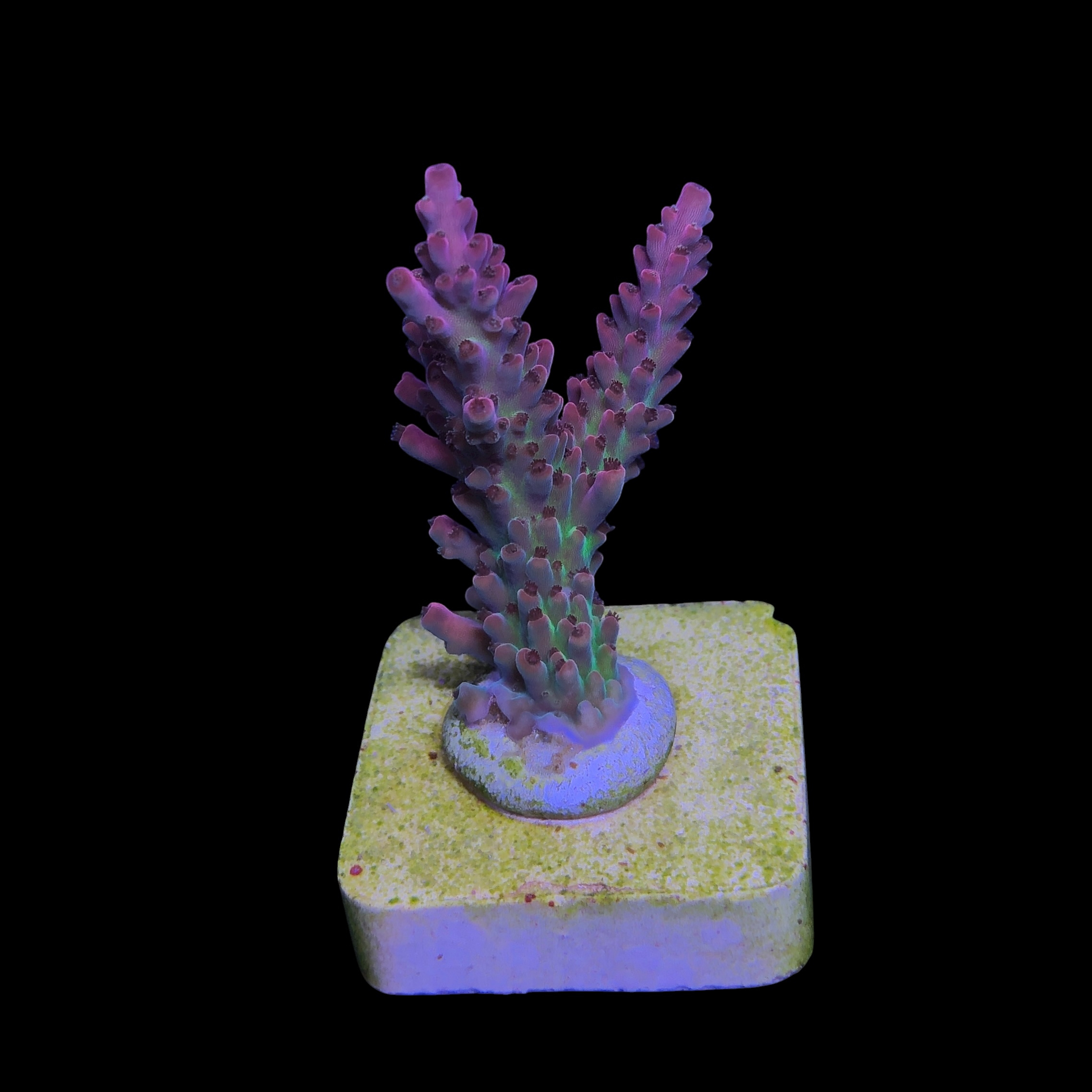 Nebulosa M - Imagem 2