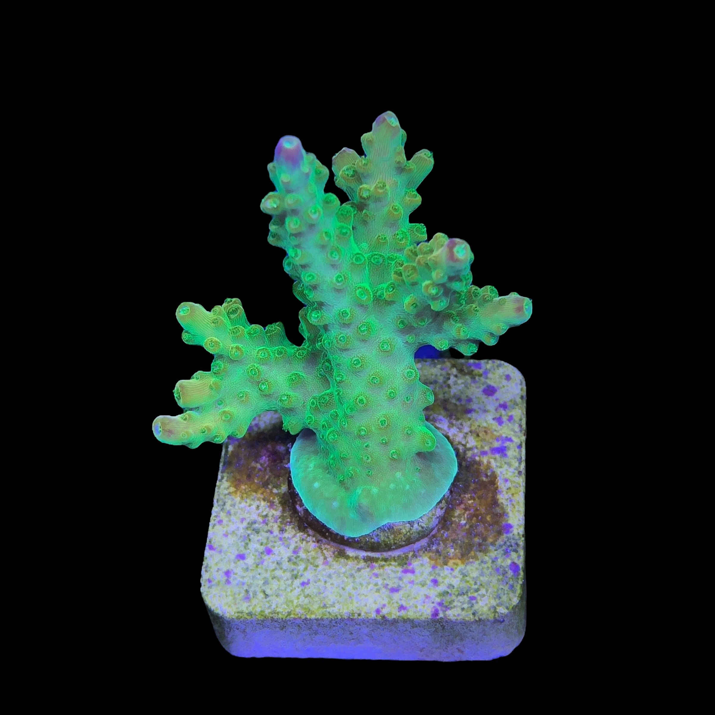 Paletta Pink Tips M - Imagem 2