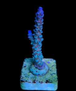 OR Tenuis Blue Ice M