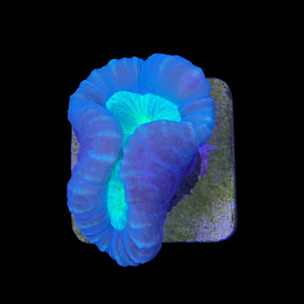Ocyan