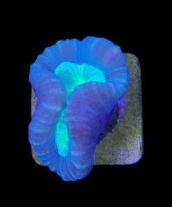 Trumpet Bicolor 1 boca