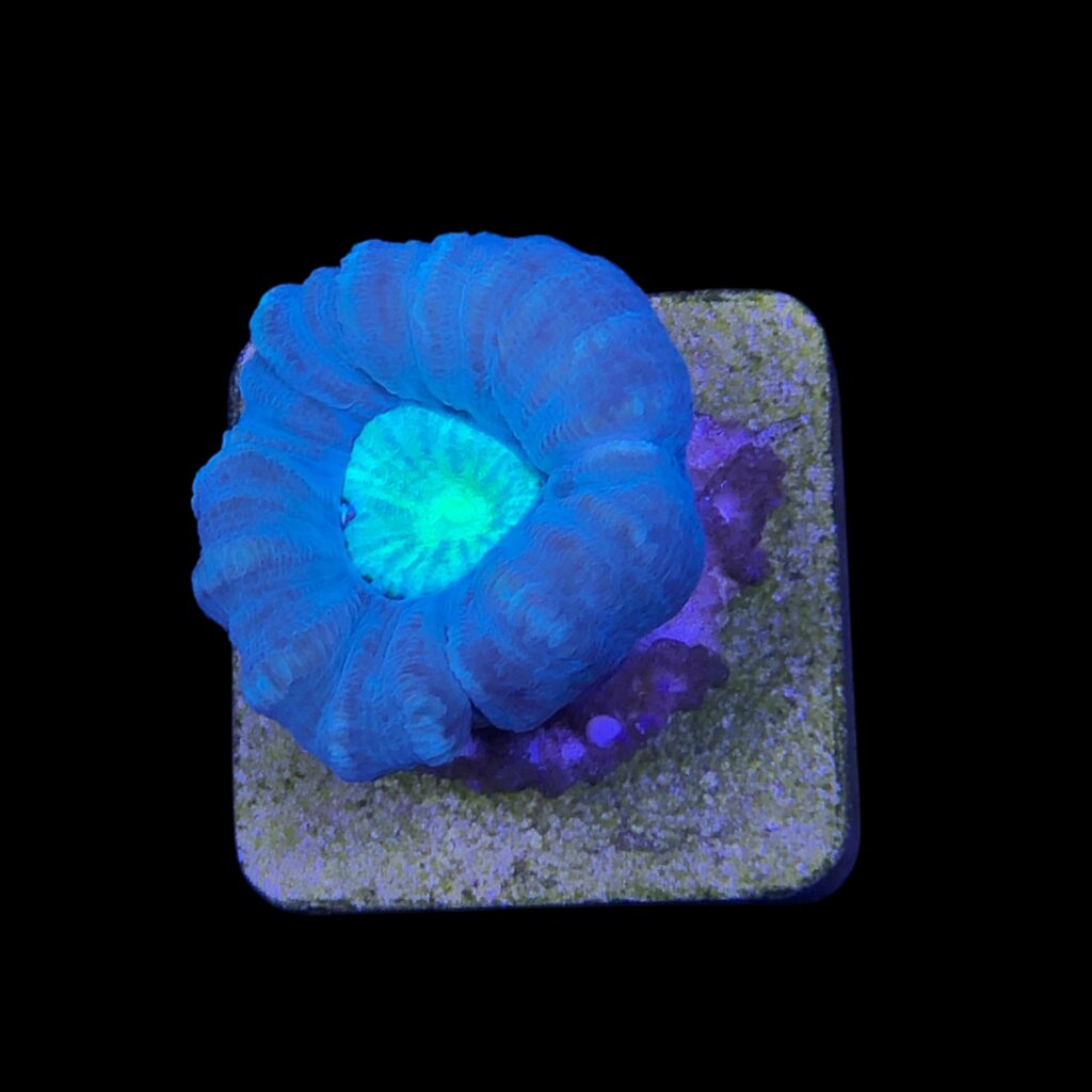 Ocyan