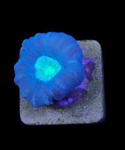 Trumpet Bicolor 1 boca