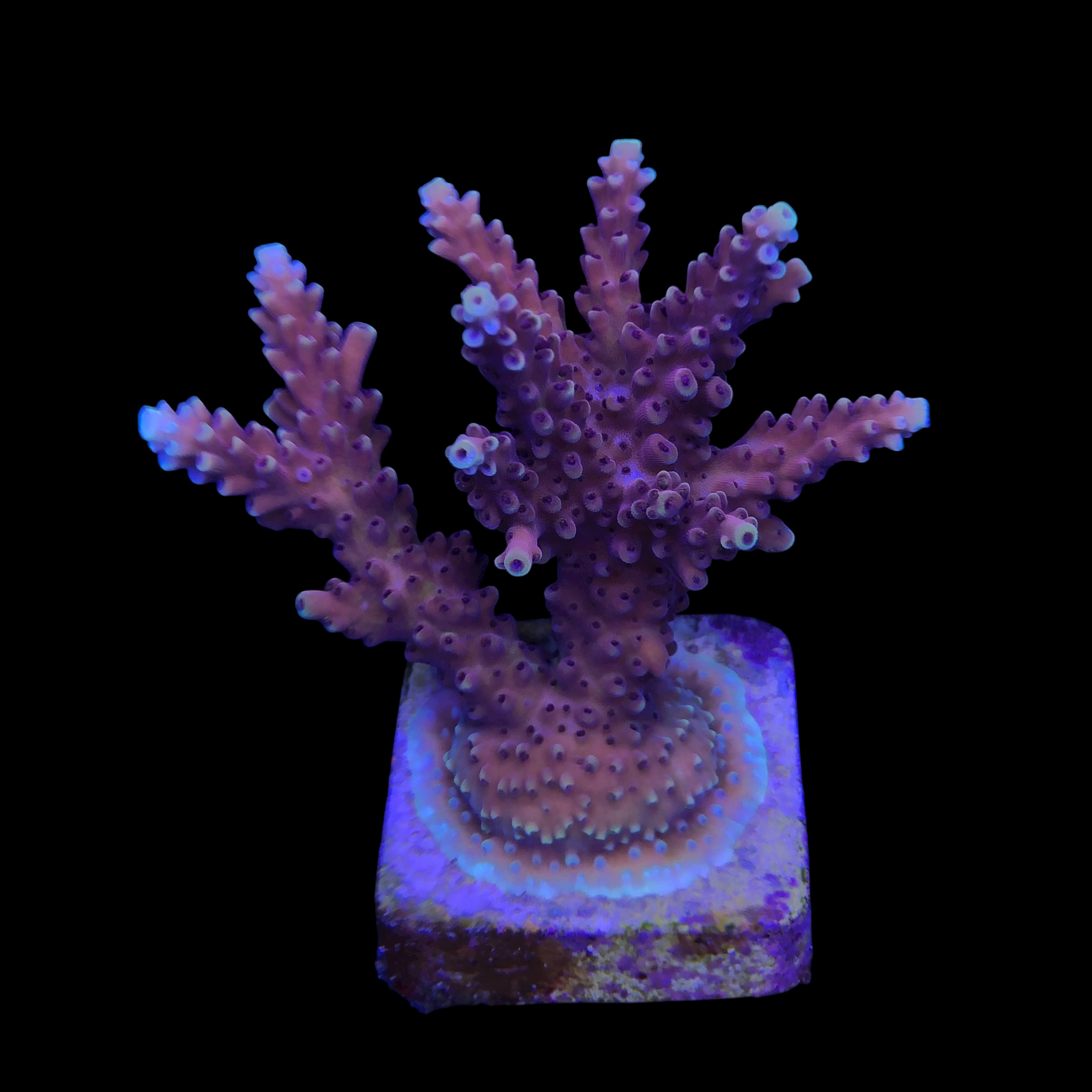 Pink Cadillac G - Imagem 2