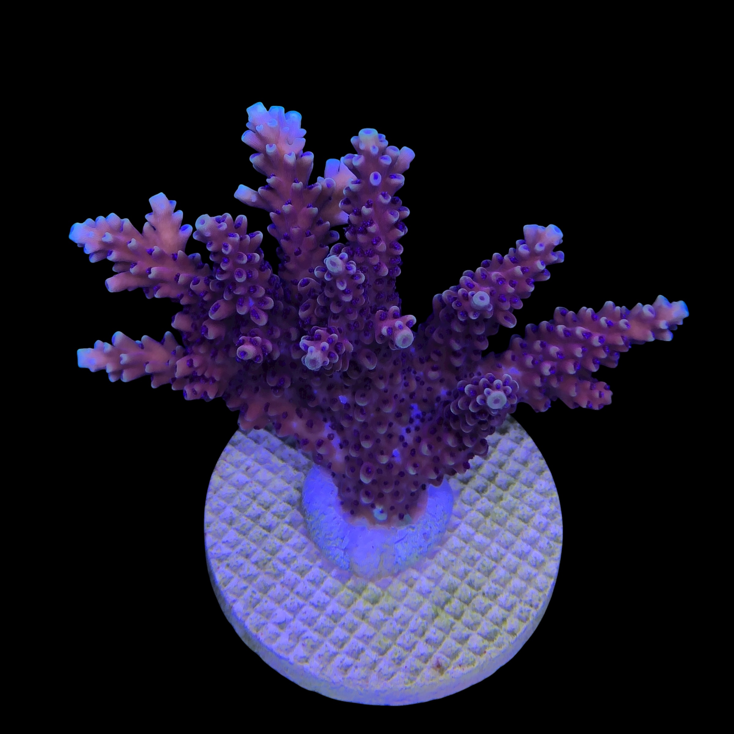 Pink Cadillac G - Imagem 2